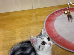 -青奢宠物·青奢猫舍