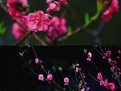 -桃花涧