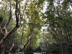 -中国茶叶博物馆(双峰馆区)