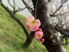 -苏州上方山国家森林公园