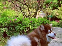 -杭州半山国家森林公园