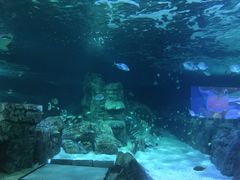 -悉尼海洋生物水族馆