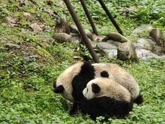 -都江堰中华大熊猫苑