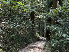 -天目山大树王景区