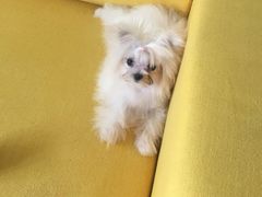 -翊宠yipet猫狗购宠庄园犬舍•猫舍