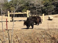 -沈阳森林动物园