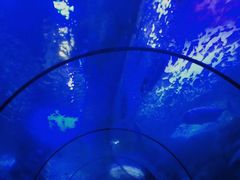 -左海海底世界