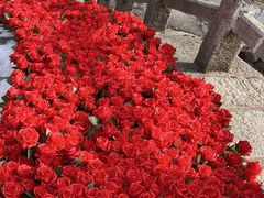 -洛阳白云山景区