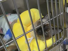 -瑞派福兴宠物医院犬猫全科·骨科·中西医结合(河东店)