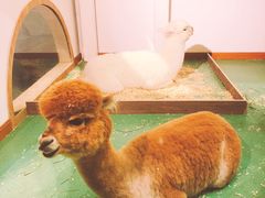 -藦茜花园宠物主题亲子互动体验馆(国顺东路店)