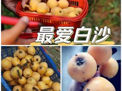 -塘栖枇杷特色园区