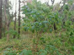 -昆山城市生态森林公园