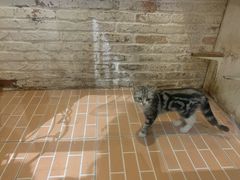 -猫咪博物馆(顶澳仔猫街店)