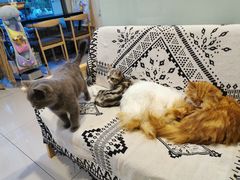 -平行世界·猫咖(首经贸店)
