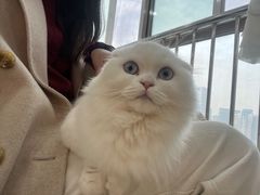 -喵宠乐园·撸猫互动·猫舍