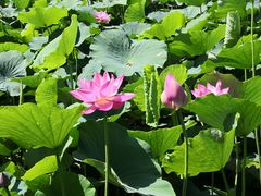 -莲花池公园