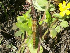 -武清南湖绿博园