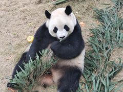 -泉州海丝野生动物世界