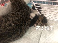 -芭比堂动物医院·24小时·眼科中心(深圳中心)