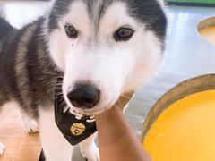 -Husky Go! 哈士奇体验馆·宠物咖啡厅狗咖