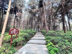 -铁山坪森林公园