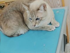 -四月宠物医院·猫专科·心脏专科·内科(转塘店)