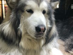 -more than meow吴止猫主题餐厅(承德 中船汇店)