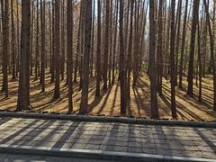 -日照海滨国家森林公园