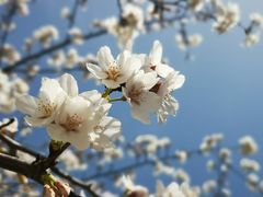 -高东镇樱花园