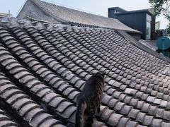-四喜小胖·北京涮肉(五道营店)