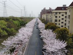 -高东镇樱花园
