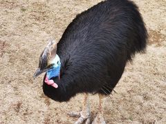 -西霞口神雕山野生动物世界