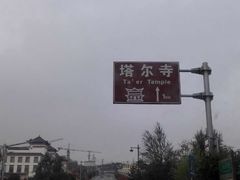 -塔尔寺菩提树