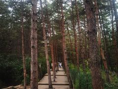 -帽儿山国家森林公园