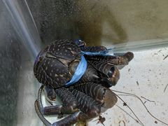 -海盗餐厅