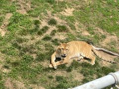 -西霞口神雕山野生动物世界