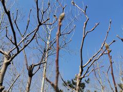 -永定河休闲森林公园