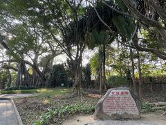 -瑞丽独树成林风景区