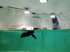 -北戴河圣蓝海洋公园