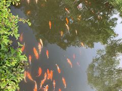 -西湖外事游船(花港观鱼码头)