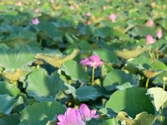-荷塘月色湿地公园·向阳花洲