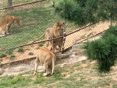 -西霞口神雕山野生动物世界