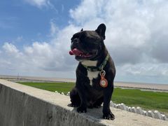 -南汇嘴观海公园