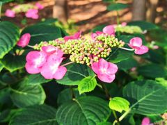 -共青国家森林公园-售票处