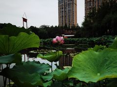 -陈家山荷花公园