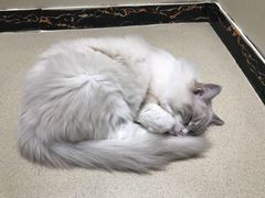 -藏猫猫咖啡主题馆(中央大道店)