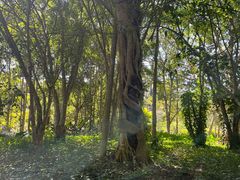 -中国科学院西双版纳热带植物园