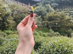-十八棵（老龙井）御茶园(老龙井店)