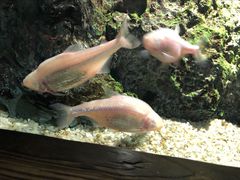 -暹罗海洋世界