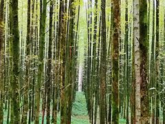 -山王坪喀斯特国家生态公园